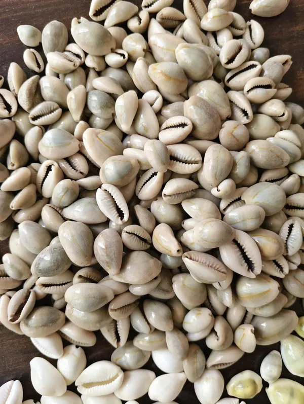 Brown_Natural_Cowrie_Shells_For_Pooja_And_Craft