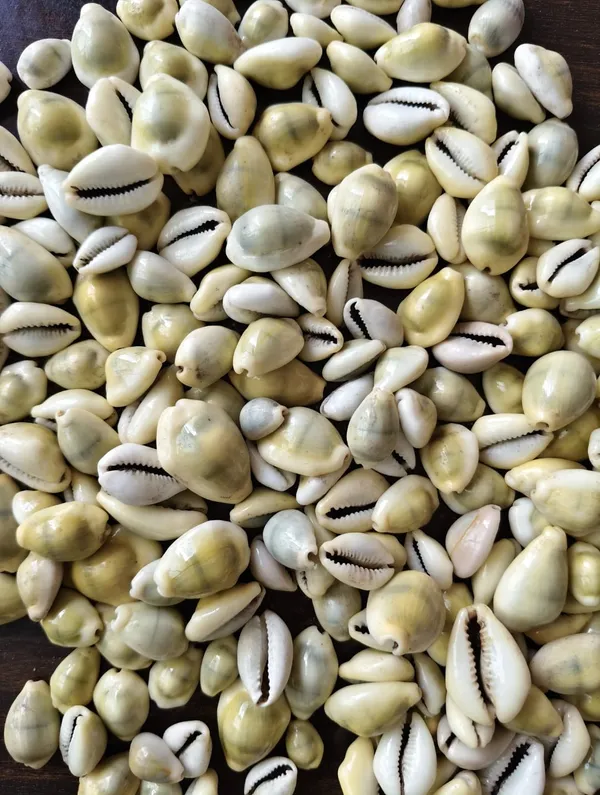 Yellow_Natural_Cowrie_Shells_For_Craft_And_Decoration