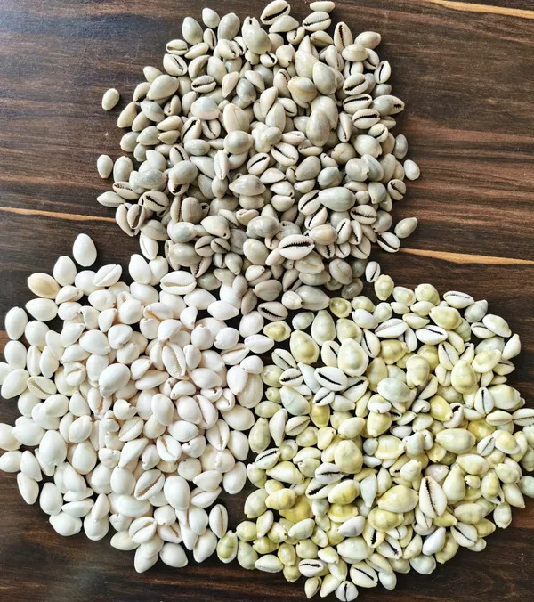 White_Natural_Cowrie_Shell_Collection