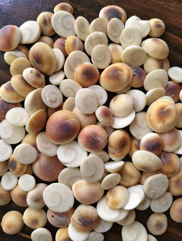 Makhana_Fox_Nuts