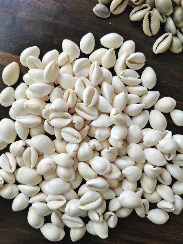 White_Natural_Cowrie_Shell_Collection