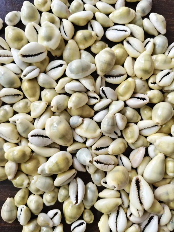 Yellow_Natural_Cowrie_Shells_For_Craft_And_Decoration