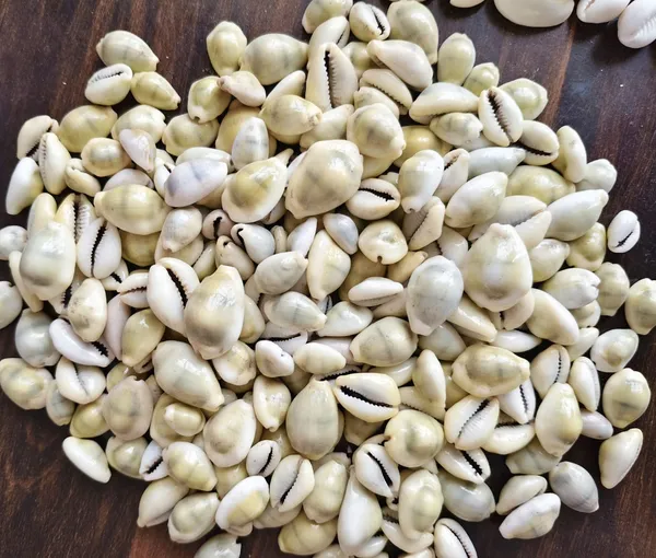Yellow_Natural_Cowrie_Shells_For_Craft_And_Decoration