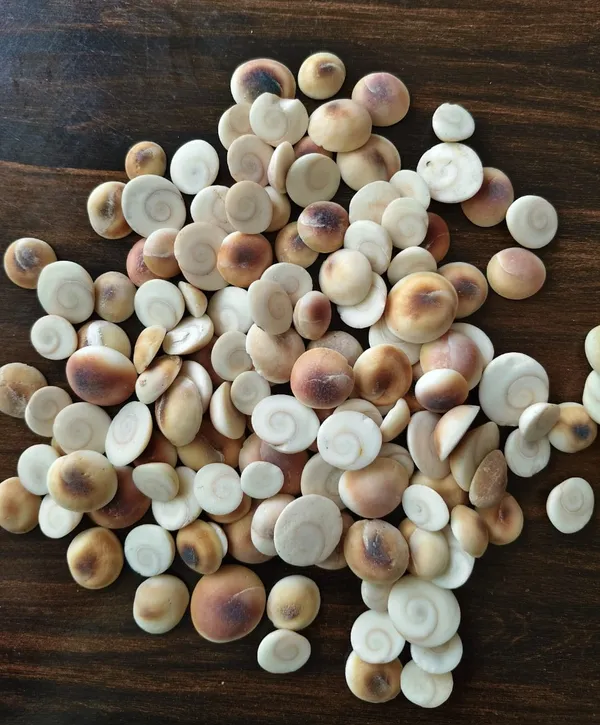 Makhana_Fox_Nuts