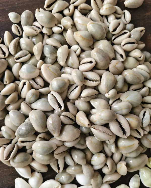 Brown_Natural_Cowrie_Shells_For_Pooja_And_Craft