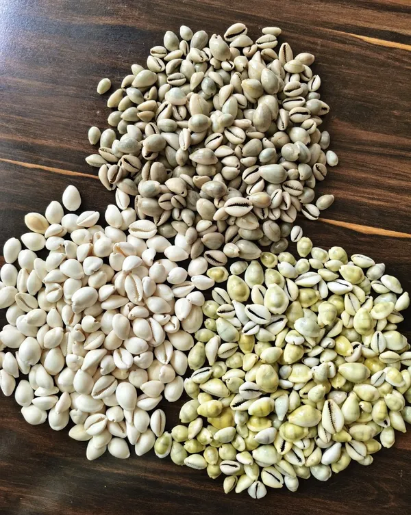 White_Natural_Cowrie_Shell_Collection