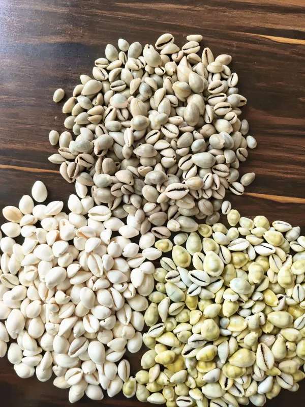 Brown_Natural_Cowrie_Shells_For_Pooja_And_Craft