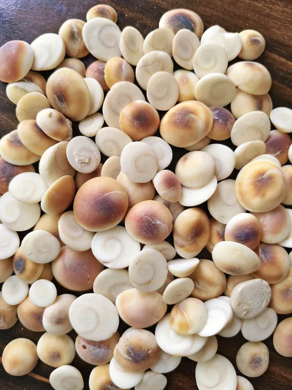 Makhana_Fox_Nuts