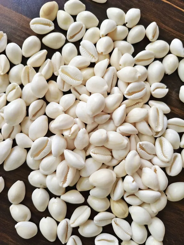 White_Natural_Cowrie_Shell_Collection