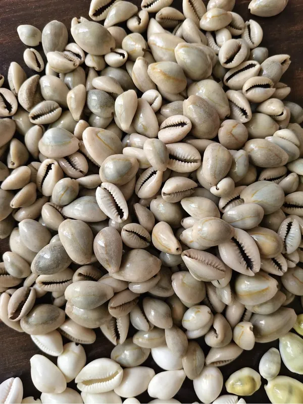 Brown_Natural_Cowrie_Shells_For_Pooja_And_Craft