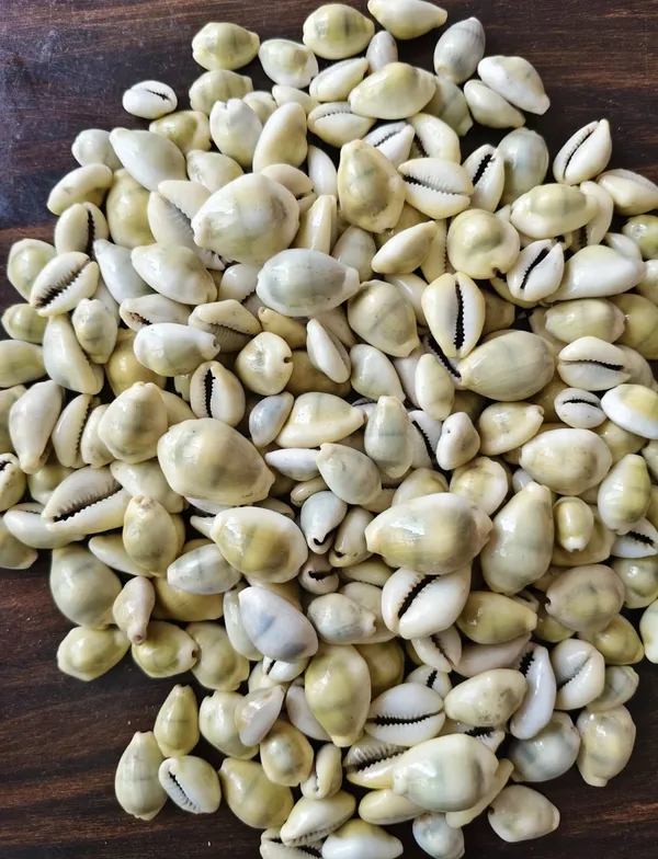 Yellow_Natural_Cowrie_Shells_For_Craft_And_Decoration
