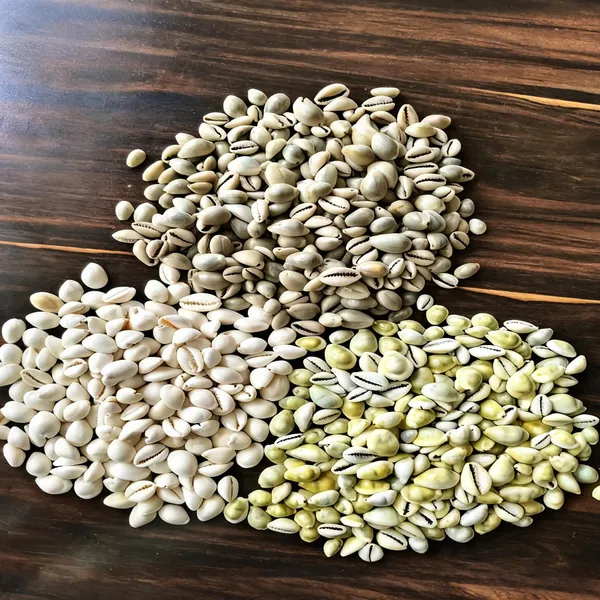Yellow_Natural_Cowrie_Shells_For_Craft_And_Decoration