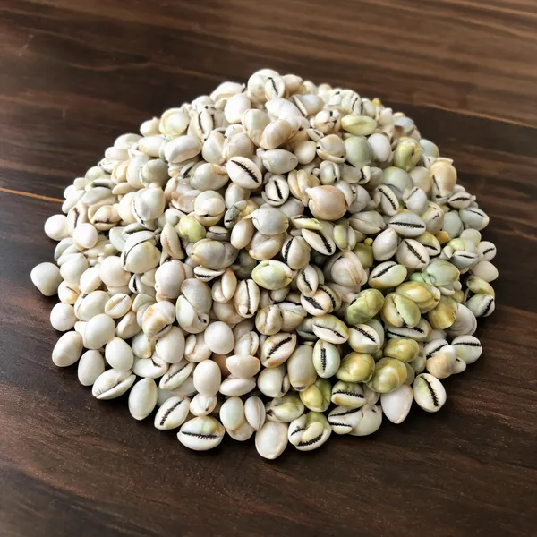 White_Natural_Cowrie_Shell_Collection