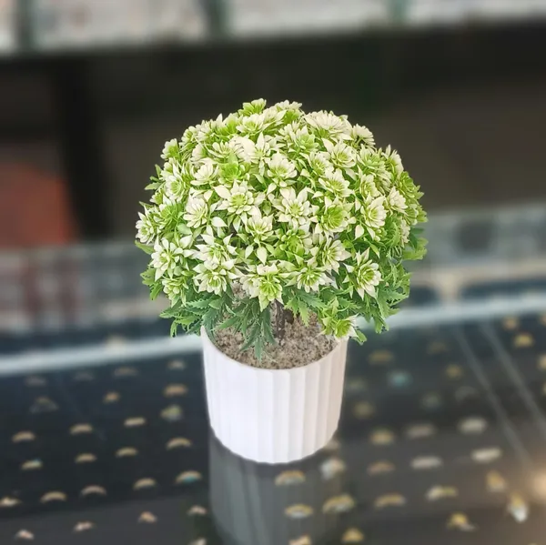 Artificial_Decorative_Green_Floral_Topiary_Plant