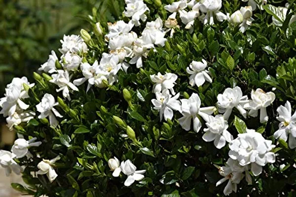 White_Gondhoraj_Outdoor_Plant