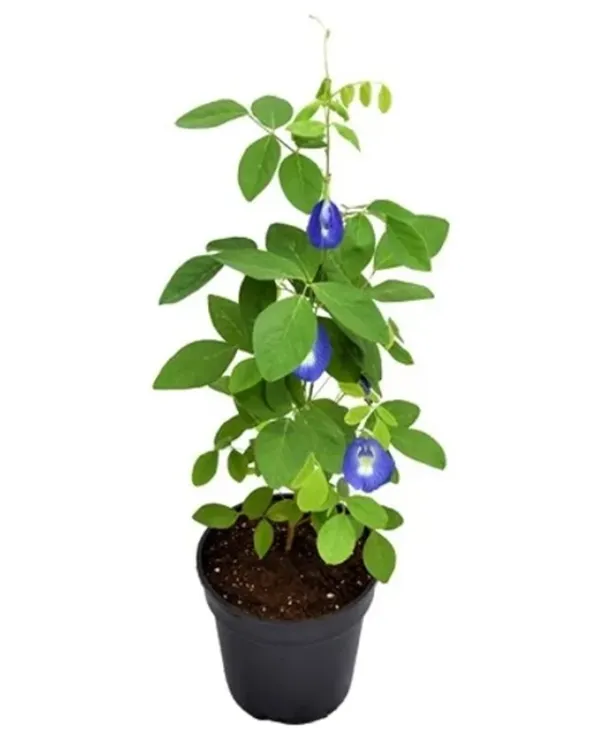 Aprajita_Blue_Flowering_Plant