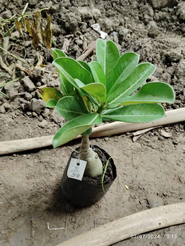 Adenium_Violet_Flower_Grafted_lant
