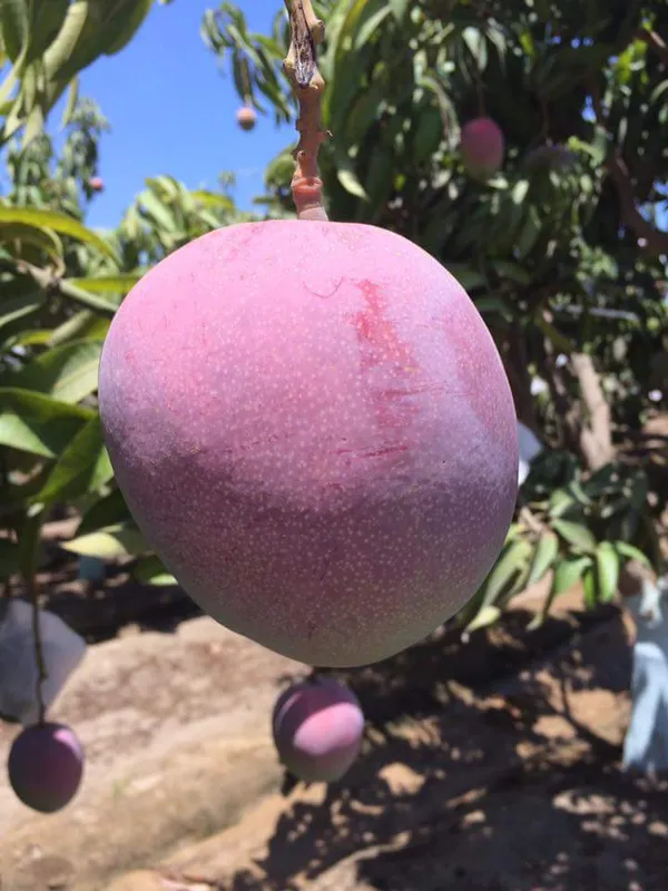 Original_Unique_Japanese_Miyazaki_Mango_(Grafted__Fruit_Plant_(1.5-3.5_Ft_Hight)_Imported_Limited_Stock_Hybrid_Miyazaki_Mango_Plant_&_Tree__For_Home_Gardening
