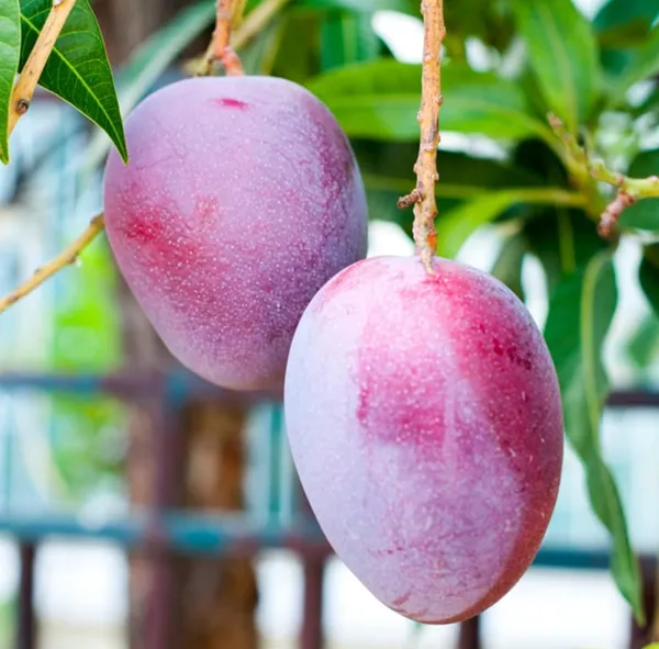 Original_Unique_Japanese_Miyazaki_Mango_(Grafted__Fruit_Plant_(1.5-3.5_Ft_Hight)_Imported_Limited_Stock_Hybrid_Miyazaki_Mango_Plant_&_Tree__For_Home_Gardening