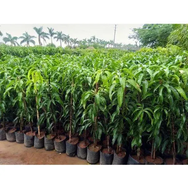 Hybrid_Grafted_Dasheri_Mango_Plant_Grafted