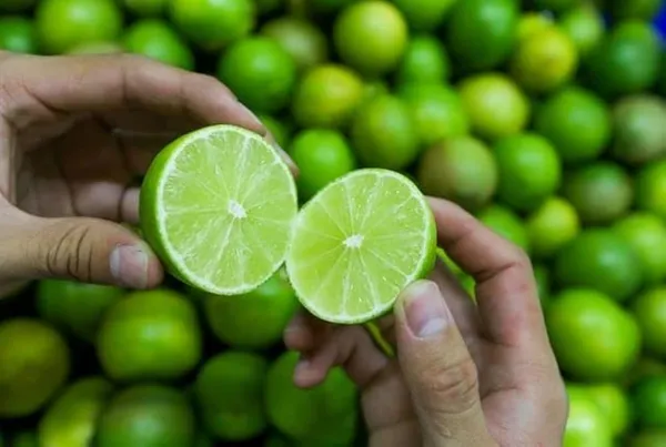 Hybrid_Seedless_Lemon_Plant_|_Grafting_Plant