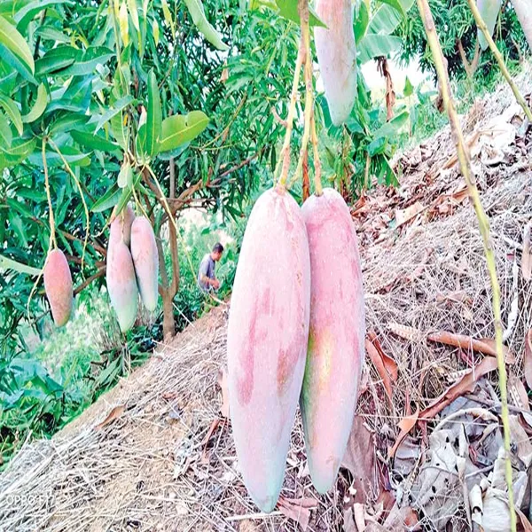 Chiang_Mai_Mango_Plant