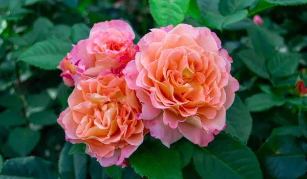 Hybrid_Tea_Rose_Plant_Outdoor