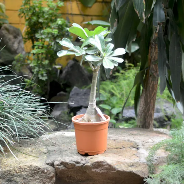 Damson_Delight_Adenium_Outdoor_Plant