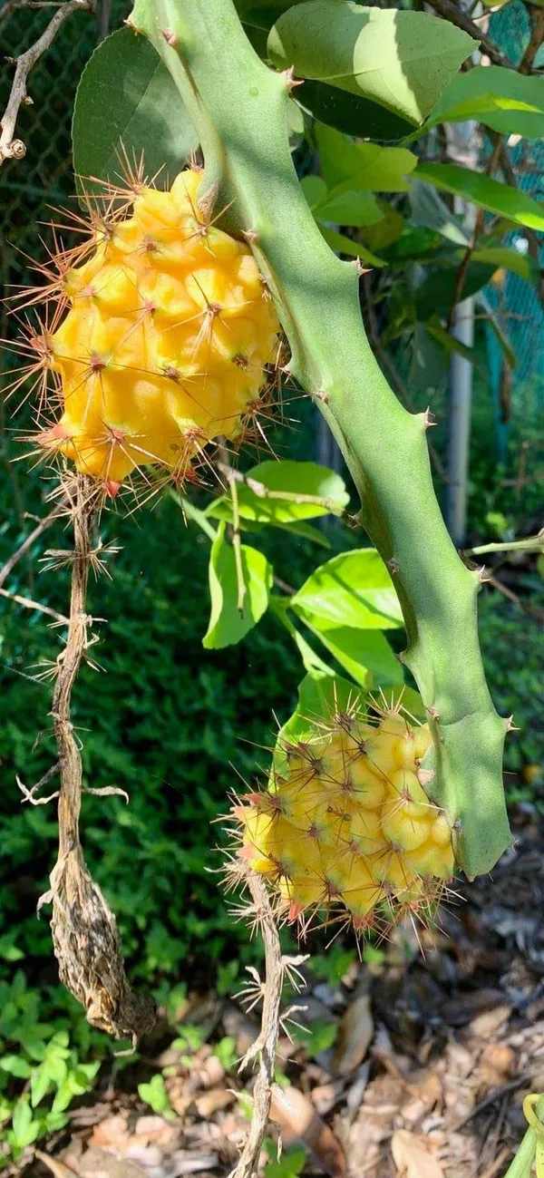 Yellow_Dragon_Fruit_Plant_For_Home_&_Garden