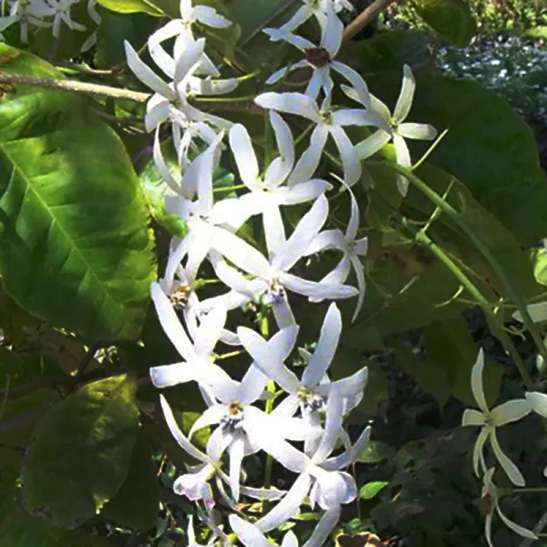 White_Petrea_Flower_Plant
