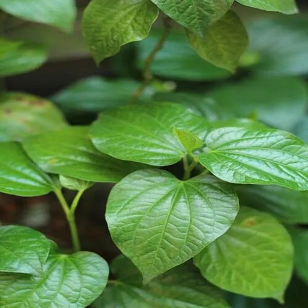 Betel_Leaf_|_Medicinal_Plants_|_Paan_Patta_(Pack_Of_1)