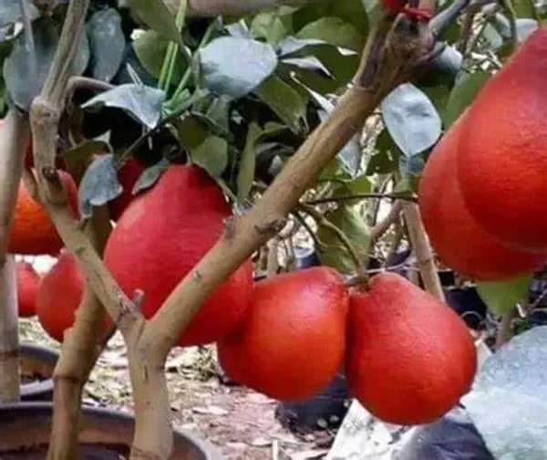 Thai_Red_Jambura_Pomelo_Gaint_Chakotra_Batabi_Lebu_Fruit_(Grafted)_Plant_&_Tree_(Pack_Of_1)_Hight_of_the_plant_2-2.5ft