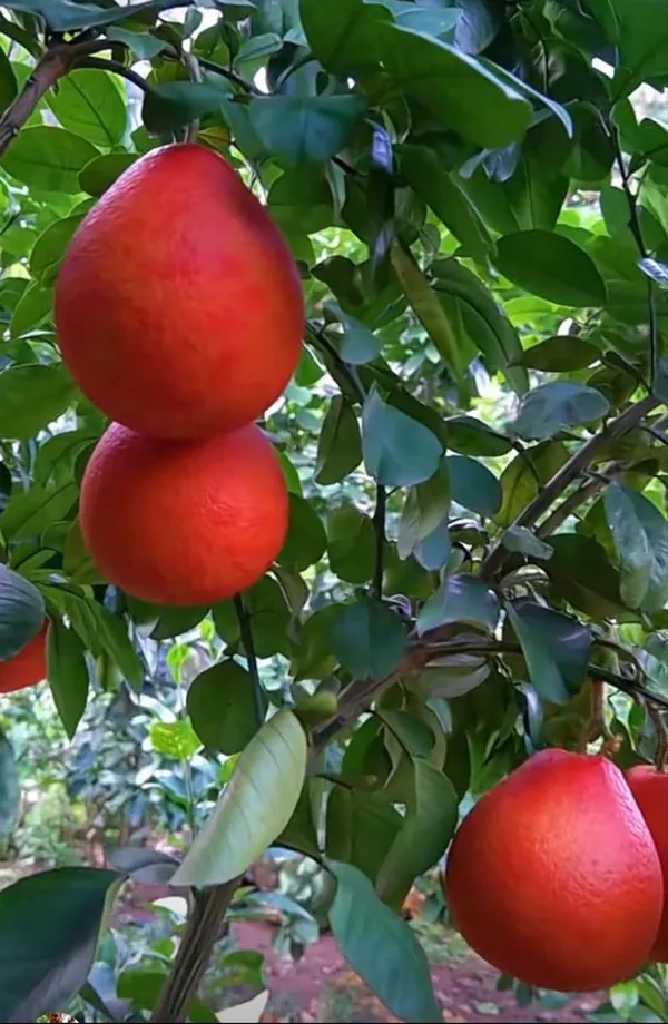 Thai_Red_Jambura_Pomelo_Gaint_Chakotra_Batabi_Lebu_Fruit_(Grafted)_Plant_&_Tree_(Pack_Of_1)_Hight_of_the_plant_2-2.5ft