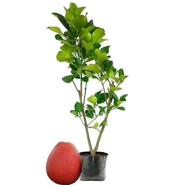 Thai_Red_Jambura_Pomelo_Gaint_Chakotra_Batabi_Lebu_Fruit_(Grafted)_Plant_&_Tree_(Pack_Of_1)_Hight_of_the_plant_2-2.5ft
