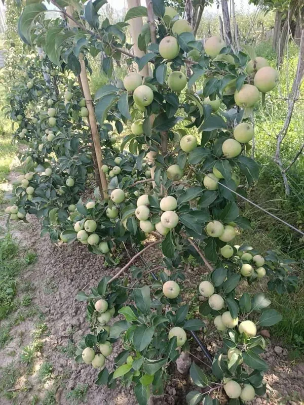 Imported_Hot_Climate_Apple_Fruit_Plant_–_Grafted_Hybrid_Variety