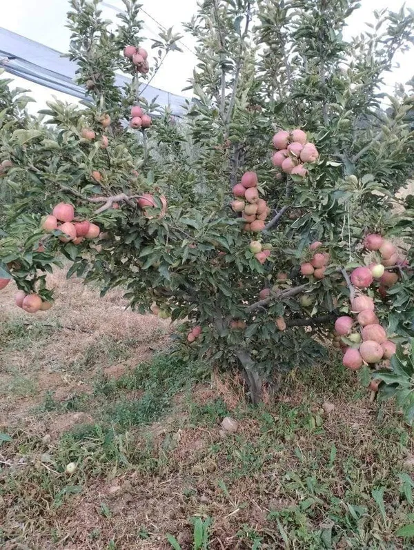 Imported_Hot_Climate_Apple_Fruit_Plant_–_Grafted_Hybrid_Variety