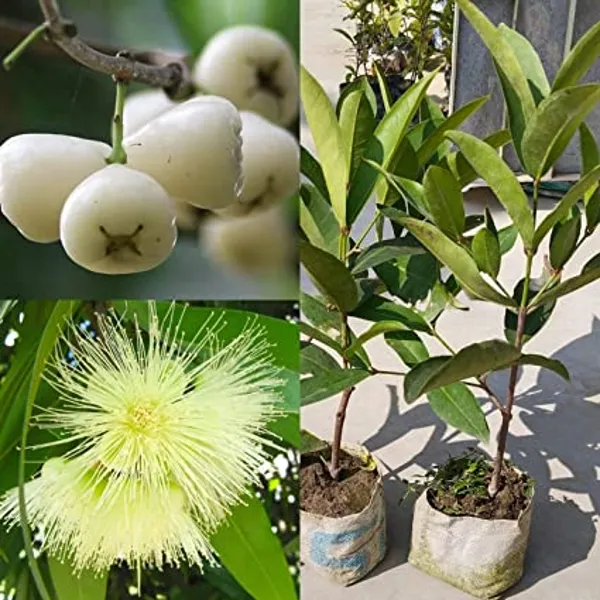 Thai_White_Wax_Apple_Grafted_Plant
