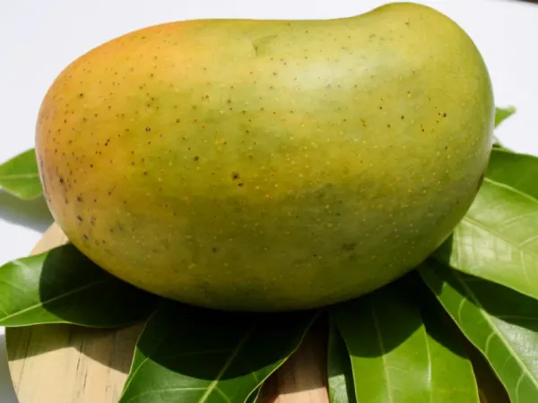 Kesar_Mango_Hybrid_and_Grafted_Organic_Plant_–_PrakritiDost