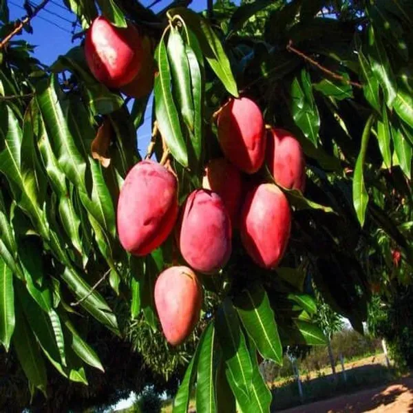 Apple_Mango_Grafted_Plant