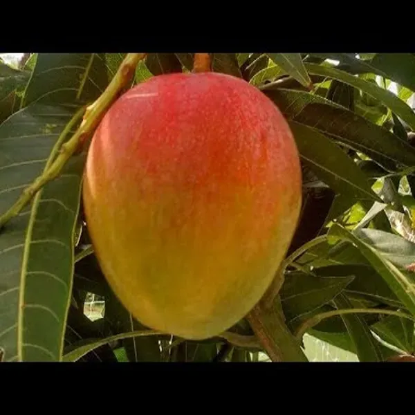 Apple_Mango_Grafted_Plant