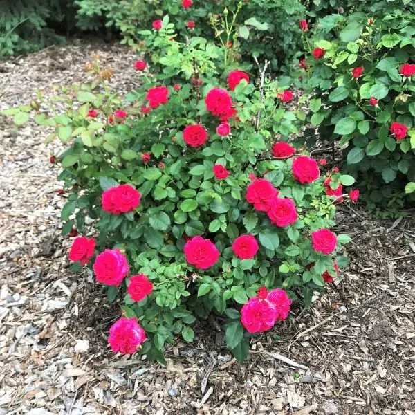 Champlain_Rose_Plant