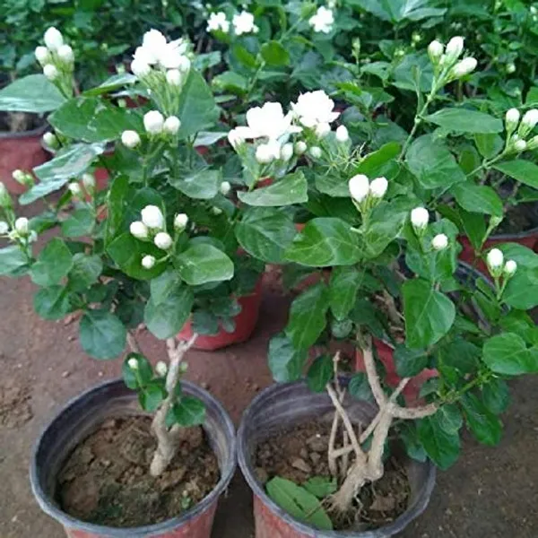 Bel_Flower_Plant