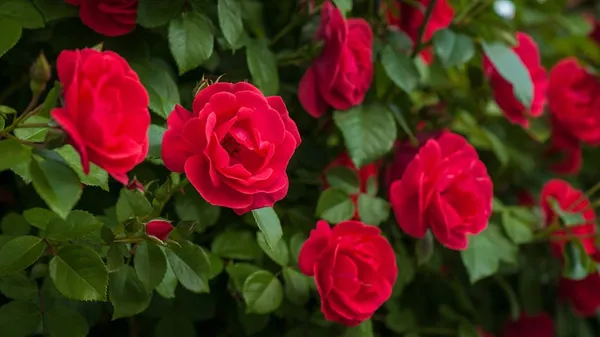 Red_Rose_Fragnant