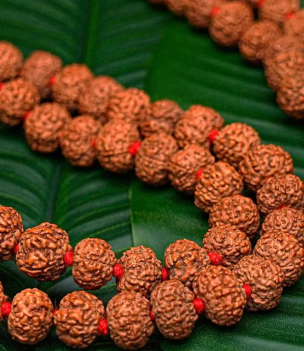 Brown_Lab_Certified_109_Beads_Rudraksh_Mala