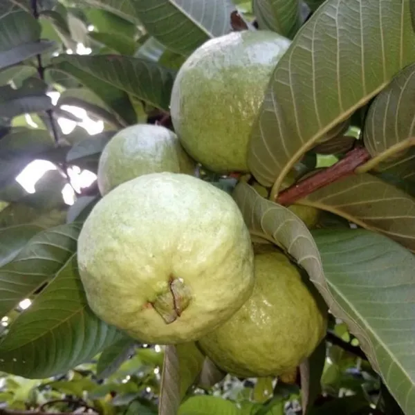 Allahabad_Safeda_Guava_Amrood_Layering/Grafted_Fruit_Plant_(1.5-3_Feet_Height)