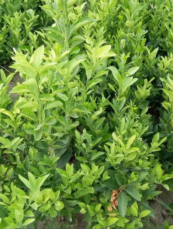 Big_Green_Orange_Grafted_Plant