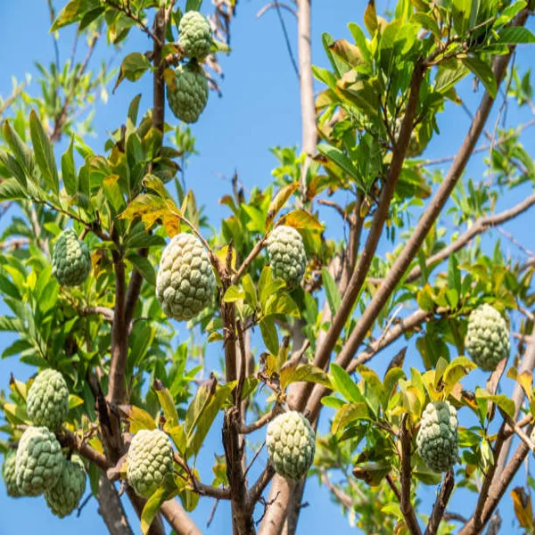 Golden_Custard_Apple_Plant_Grafted_Hybrid
