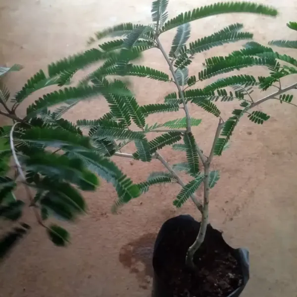 Green_Amla_Hybrid_Grafted_Plant