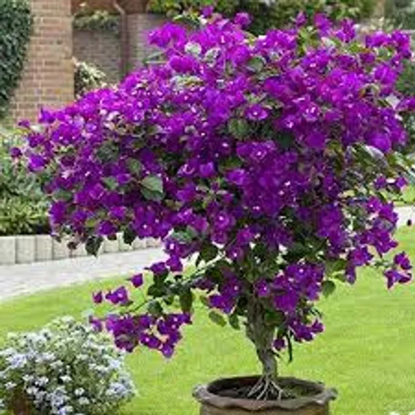 Royal_Purple_Bougainvillea_Plant