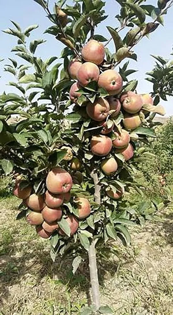Hot_Place_Apple_Plant__Harimon-99_Apple_Plant_Hight_1.5-2_Ft_Healthy_Plant_(Pack_of_1)